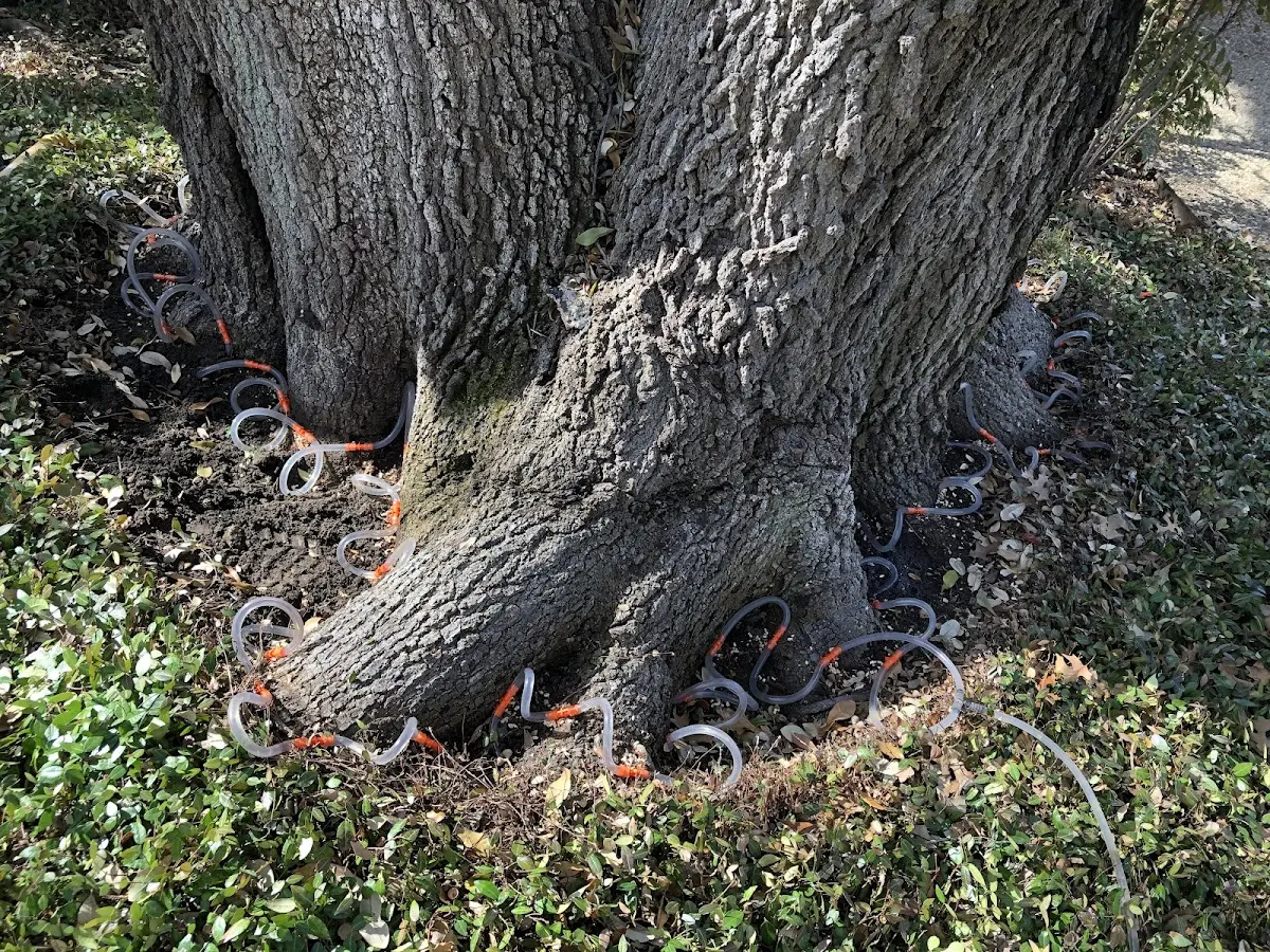 Detailed Tree Cabling and Bracing job site in Bolivar